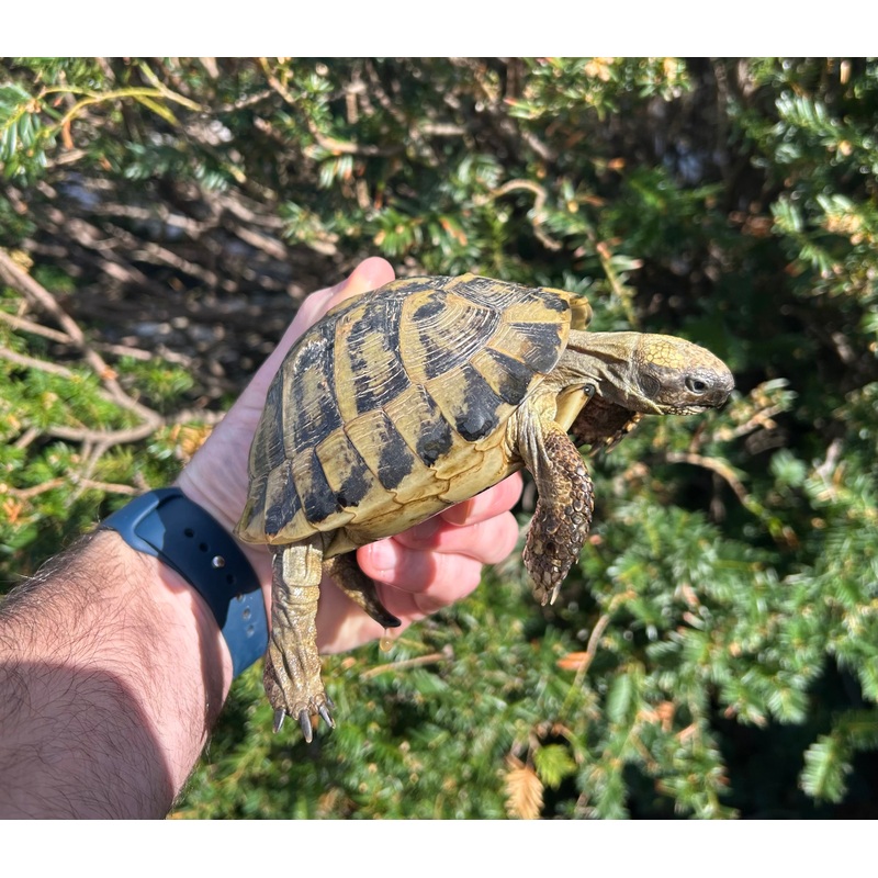 Adult Hermanns Tortoise