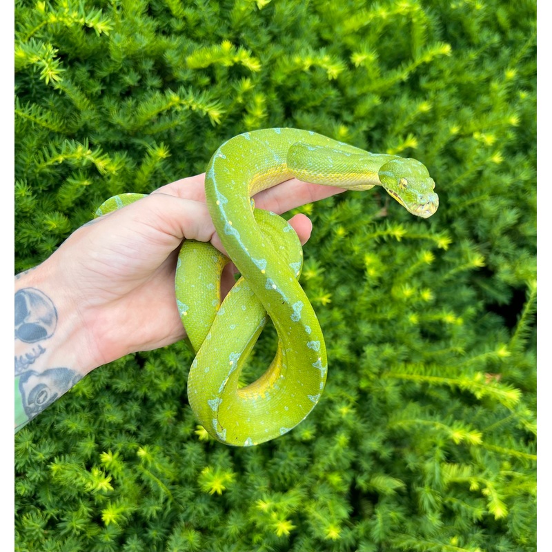 Adult Sorong Green Tree Python (Male 3)