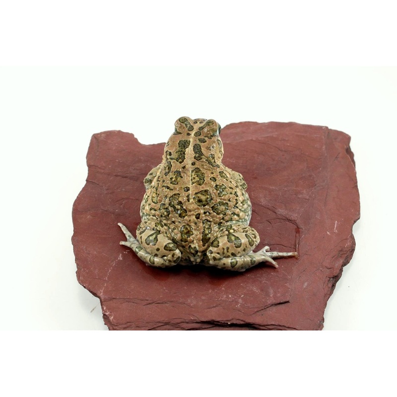 African Green Toad