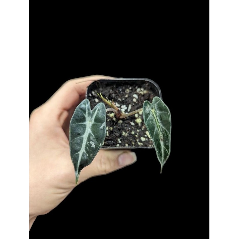 Alocasia bambino low variegation/ reverted