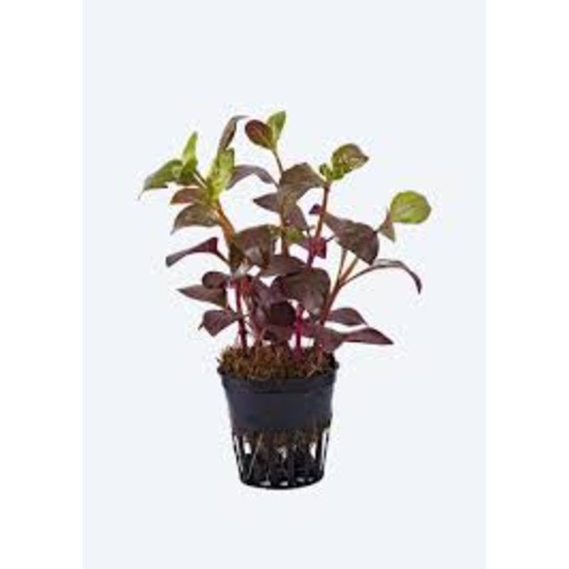 Alternanthera bettzickiana ‘Red’ – Potted