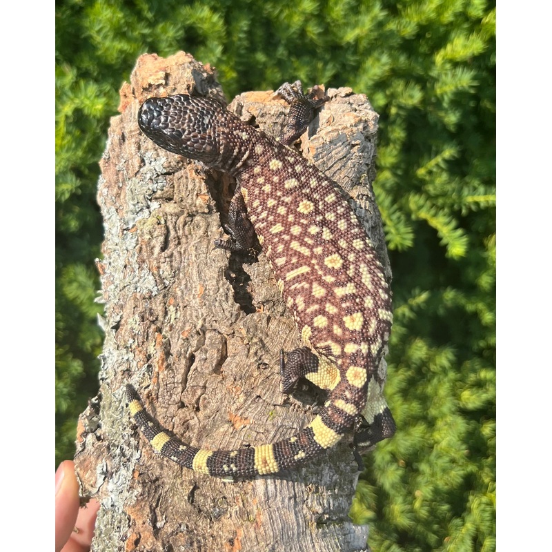 Baby Rio-Fuerte Beaded Lizard (2)
