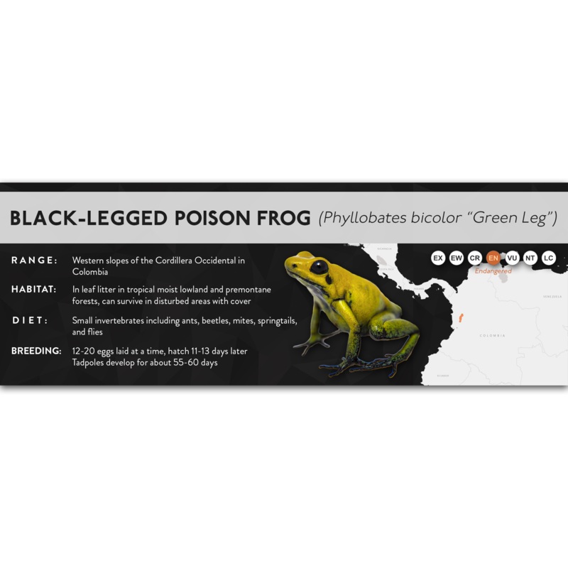 Black-Legged Poison Frog (Phyllobates bicolor) – X Label Green Leg (Normal) Laminated Paper