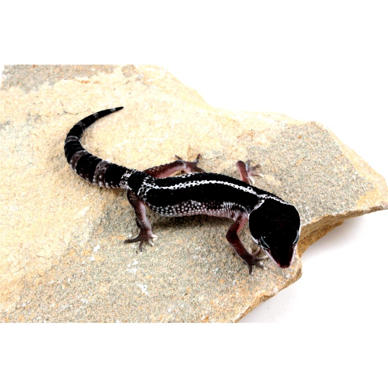 Black Night Mack Snow Akoyo Leopard Gecko