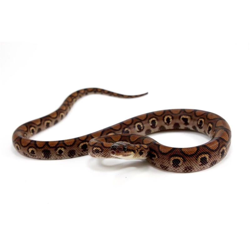 Brazilian Rainbow Boa