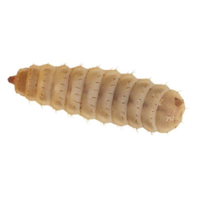 Calciworms Small