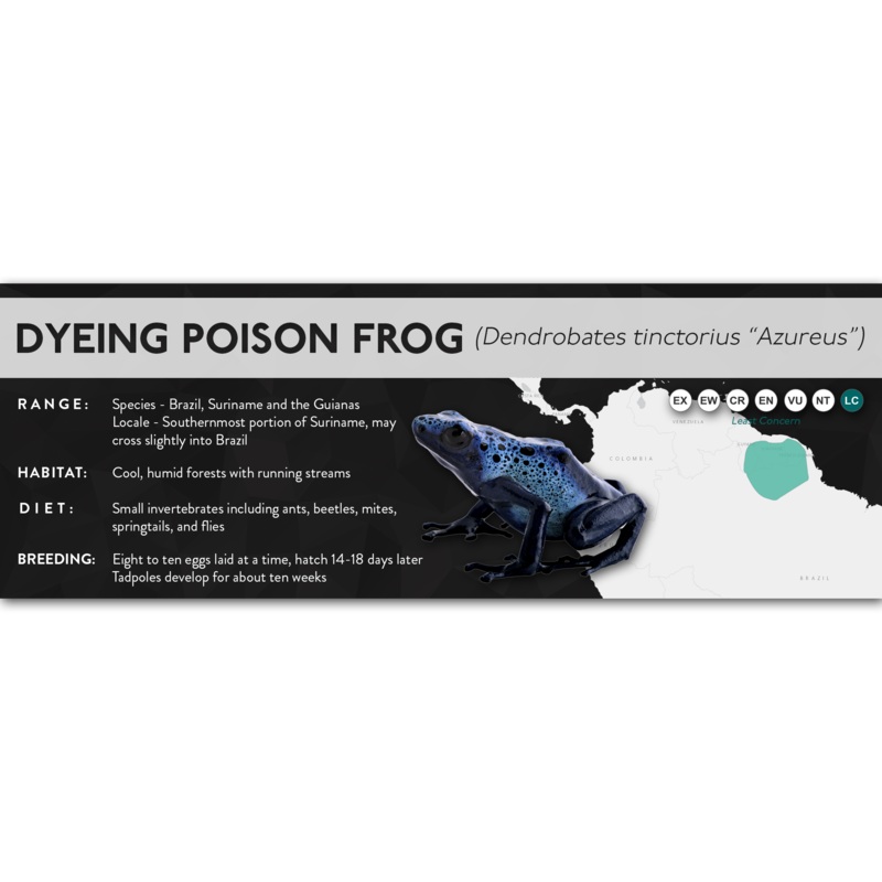 Dyeing Poison Frog (Dendrobates tinctorius) – X Label Alalapadu Cobalt Laminated Paper