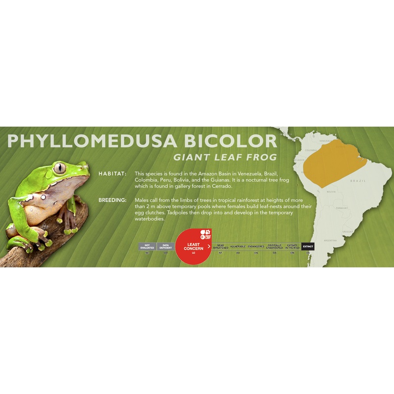 Giant Leaf Frog (Phyllomedusa bicolor) – Classic Vivarium Label