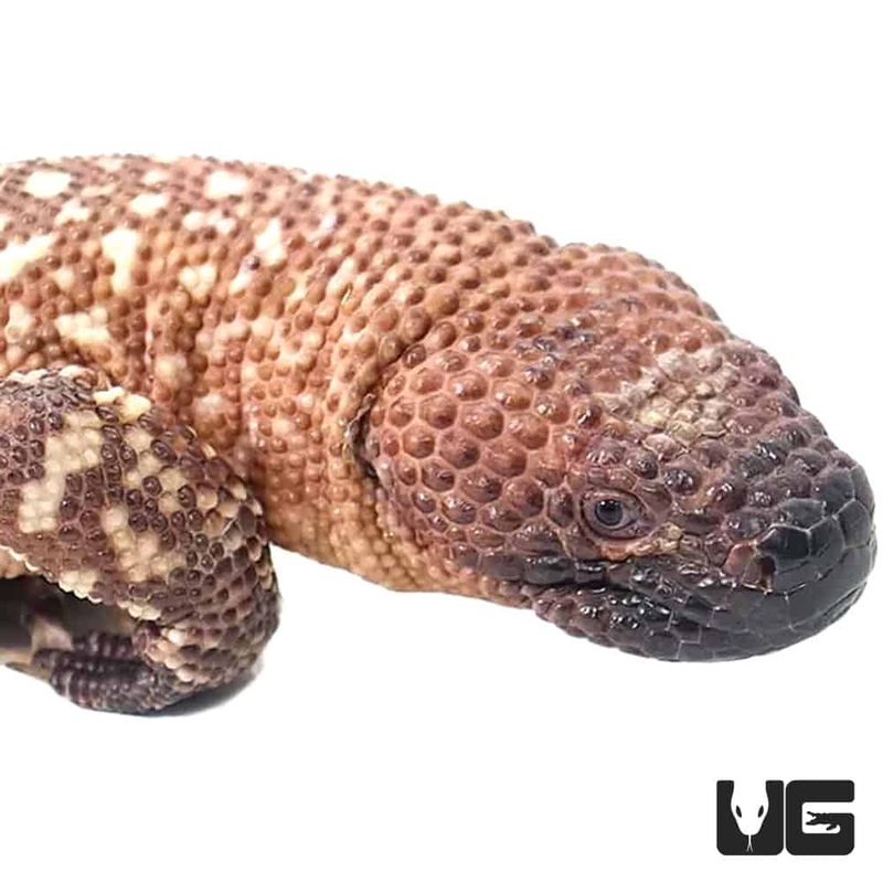 Mexican Beaded Lizards For Sale