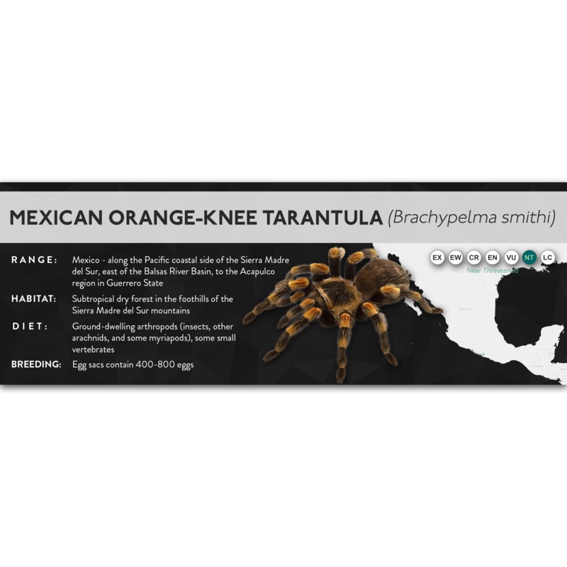 Mexican Orange-Knee Tarantula (Brachypelma smithi) – X Label Regular Size (7″ x 2.5″) Laminated Paper