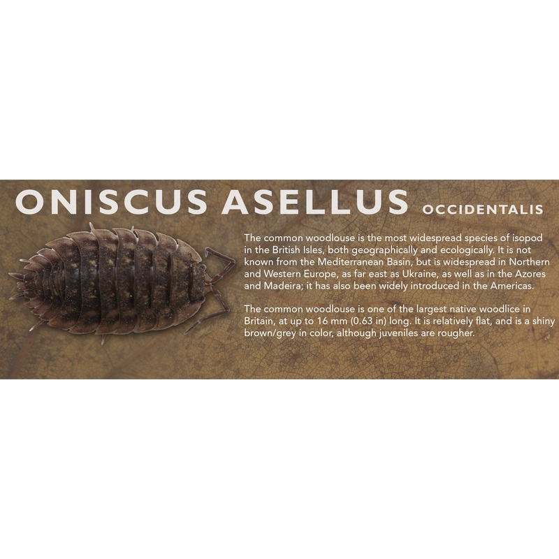Oniscus asellus – Isopod Label Standard Size 7″ x 2.5″