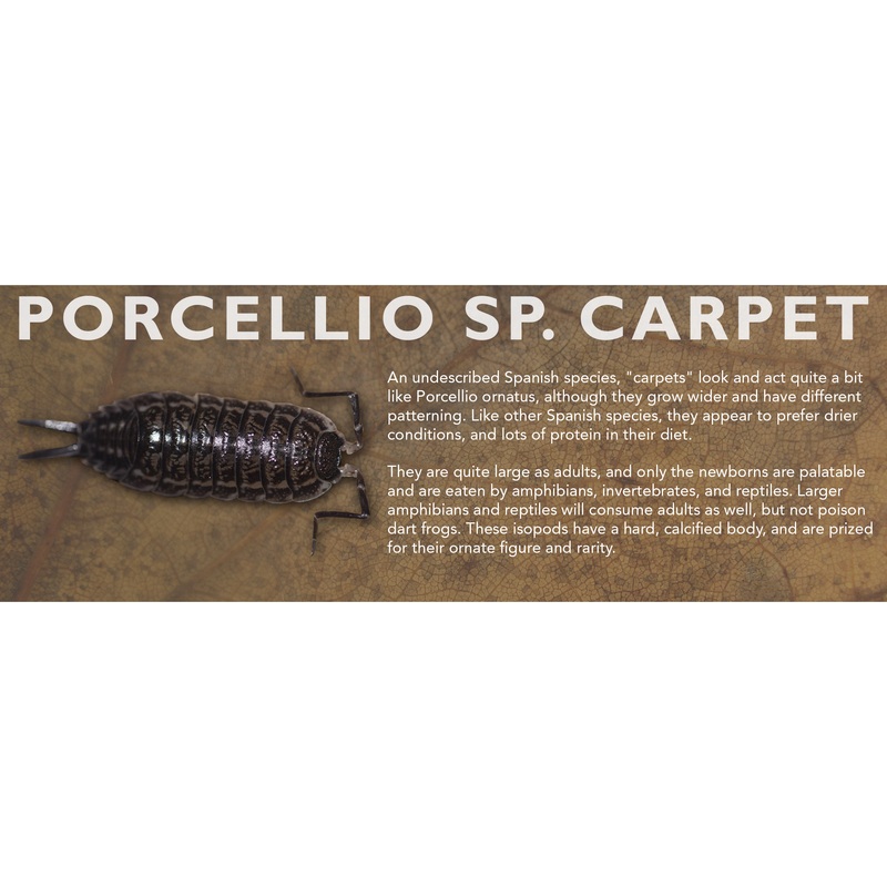 Porcellio sp. “Carpet” – Isopod Label Standard Size 7″ x 2.5″