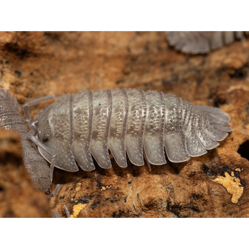 “Rough Roly Poly” isopods (Armadillidium peraccae) 10ct