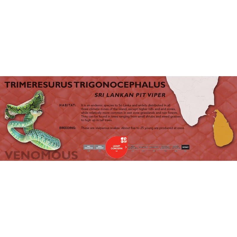 Sri Lankan Pit Viper (Trimeresurus trigonocephalus) Classic Vivarium Label Original