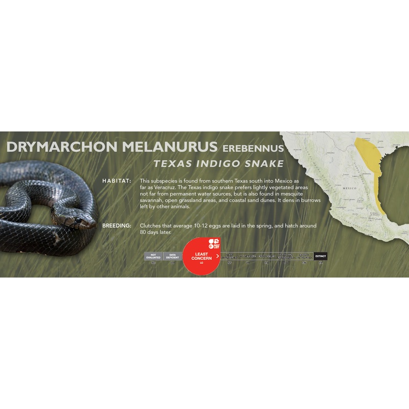 Texas Indigo Snake (Drymarchon melanurus erebennus) Classic Vivarium Label