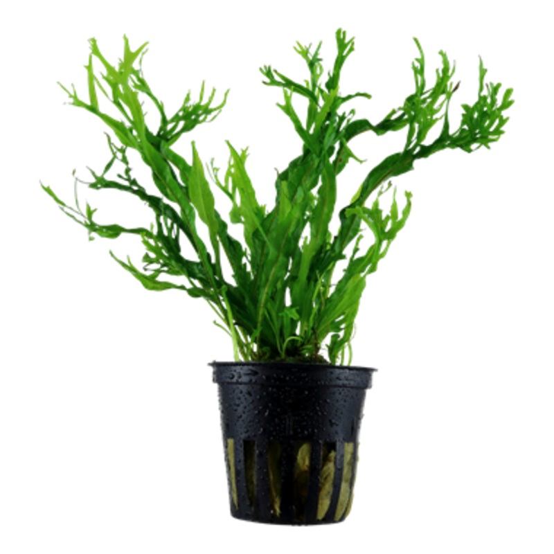 Tropica Windelov’s Fern