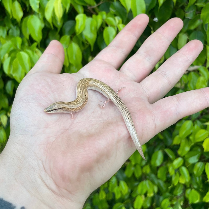 Wedge snouted skink