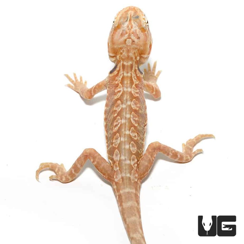 7 – 9 Inch Hypo Inferno Silky Bearded Dragons For Sale