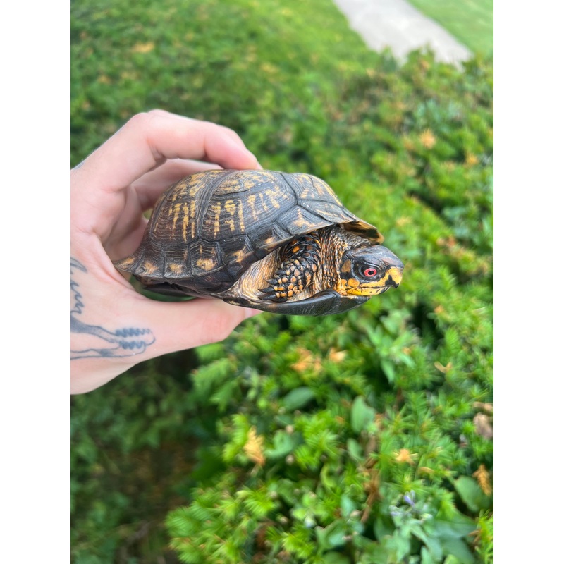 Adult Eastern Box Turtle (Male)
