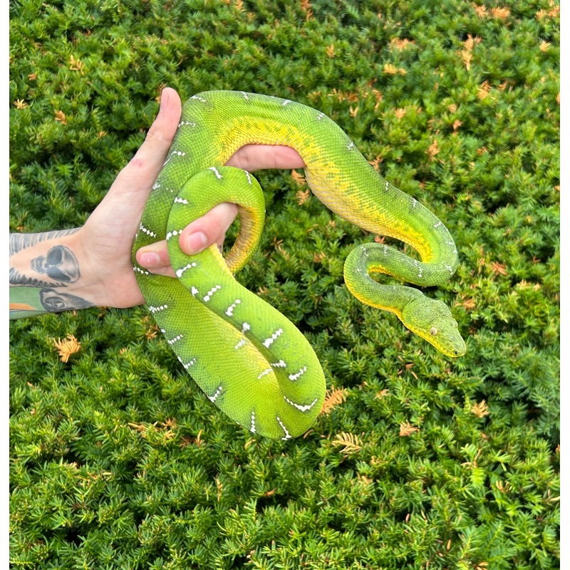 Adult Emerald Tree Boa (Male 4)