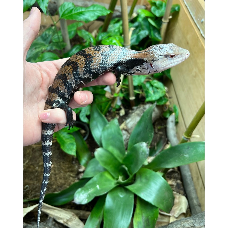 Adult Indonesian Blue Tongue Skink (4)