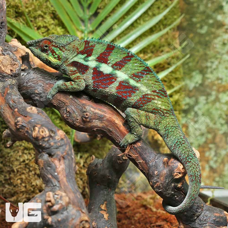 Ambilobe Panther Chameleons For Sale