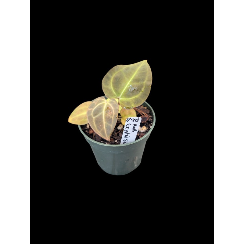 Anthurium Crystal Sky