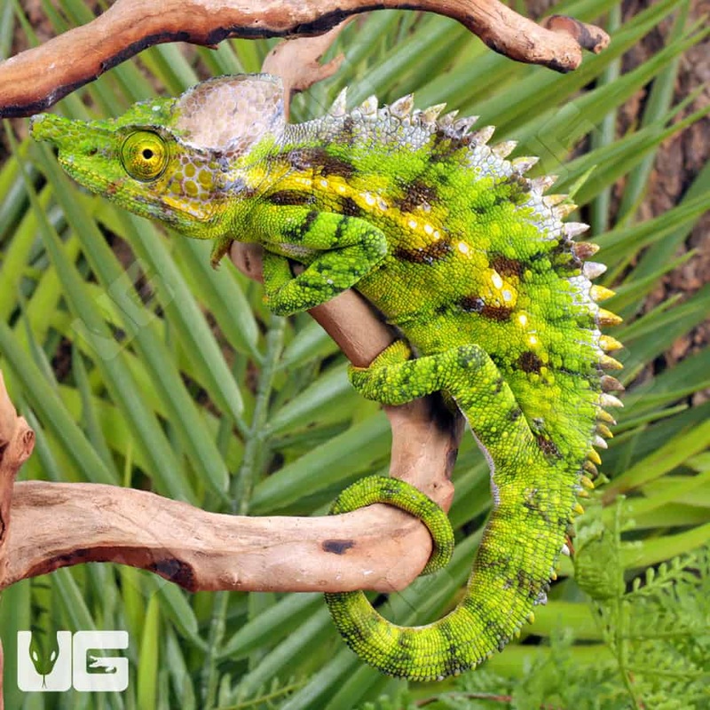 Antimena Chameleons For Sale