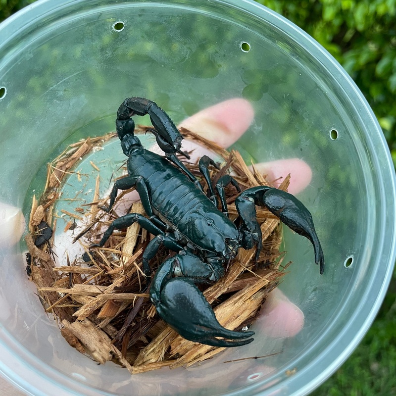 Asian Forest Scorpion