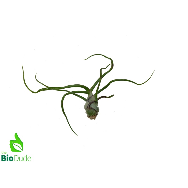 Bulbosa Guatemala Tillandsia 2-3″