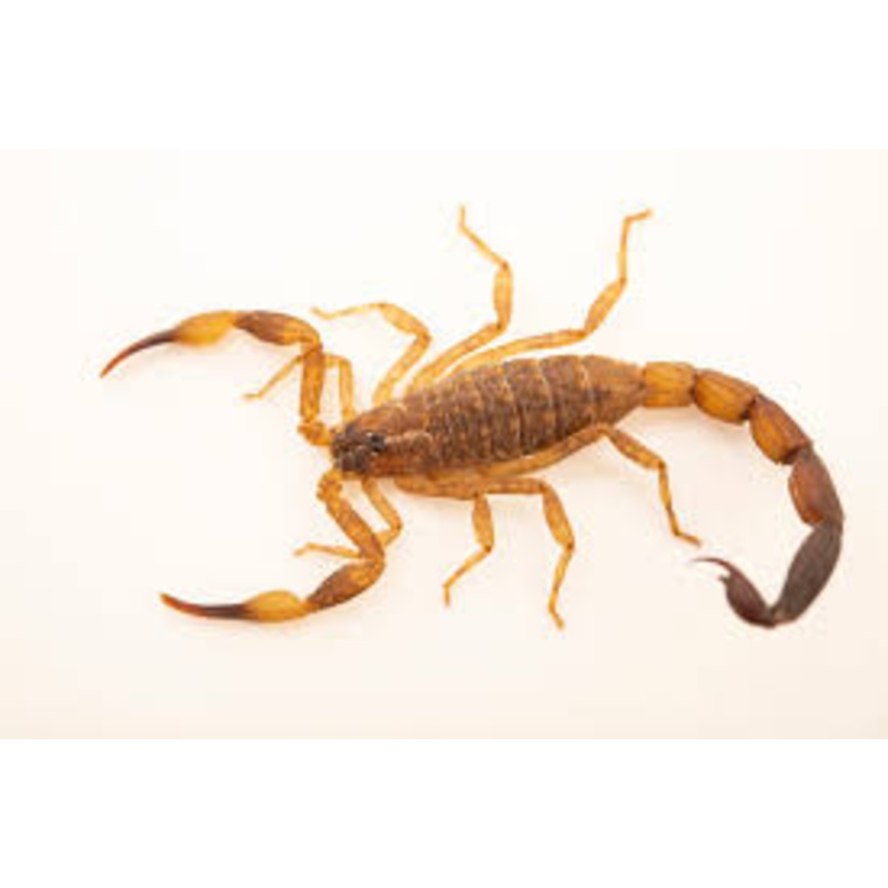Chinese Swimming scorpion