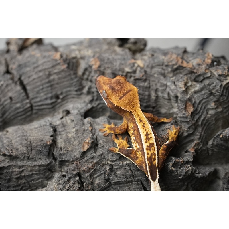 Crested gecko 25-3-1