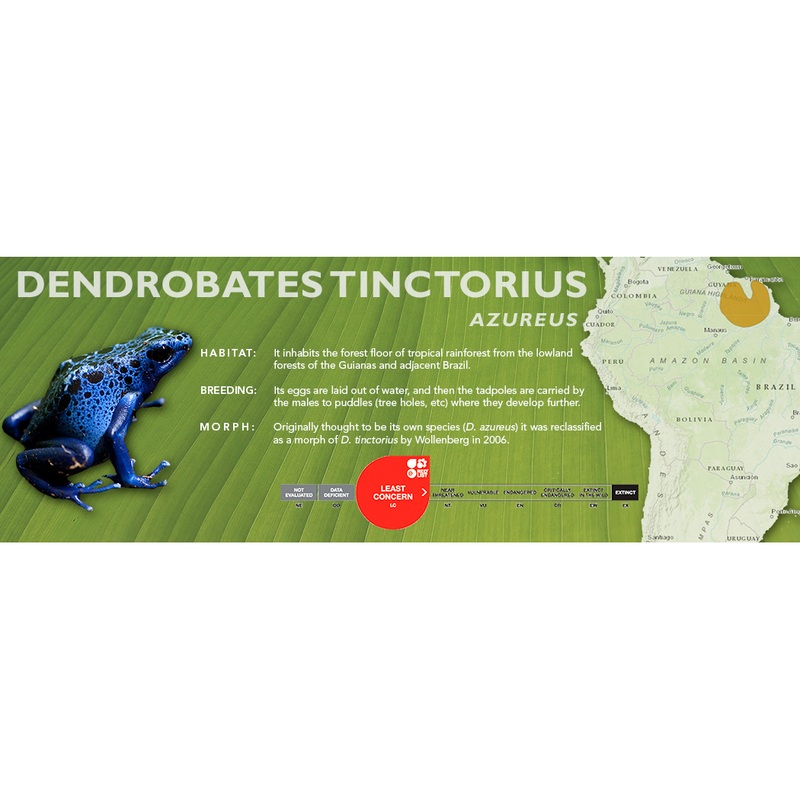 Dendrobates tinctorius – Classic Vivarium Label Alalapadu Cobalt