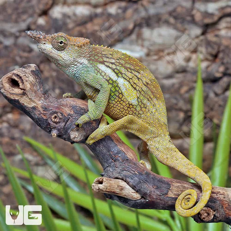 Dwarf Fischer’s Chameleons for sale