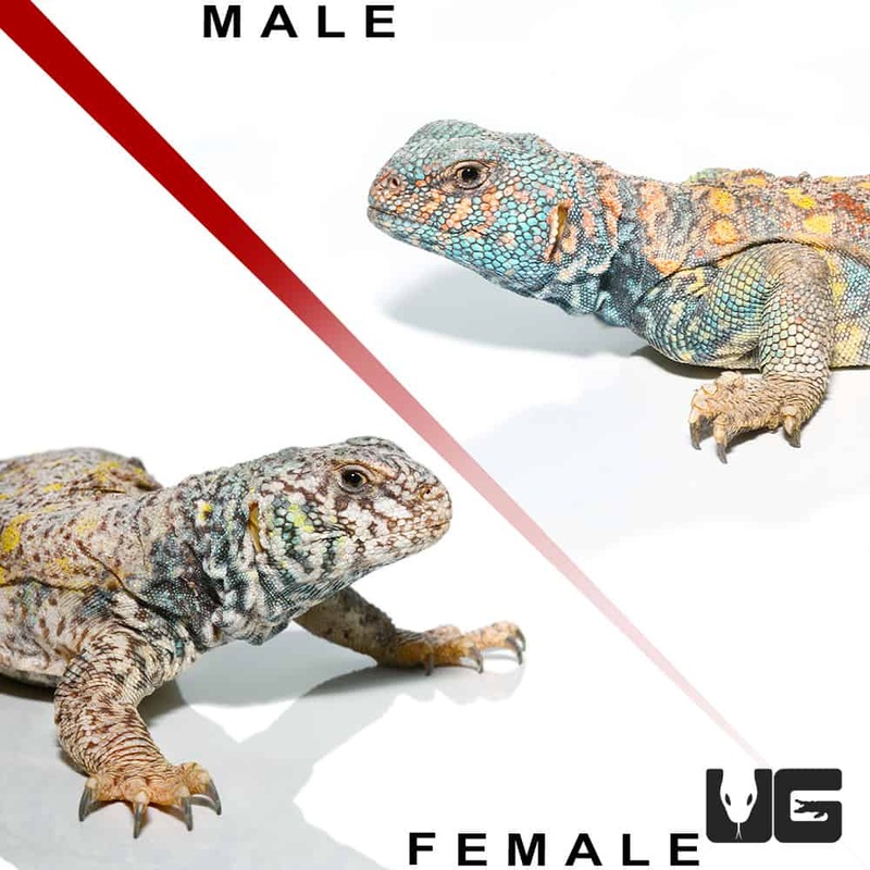 Ornate Uromastyx For Sale