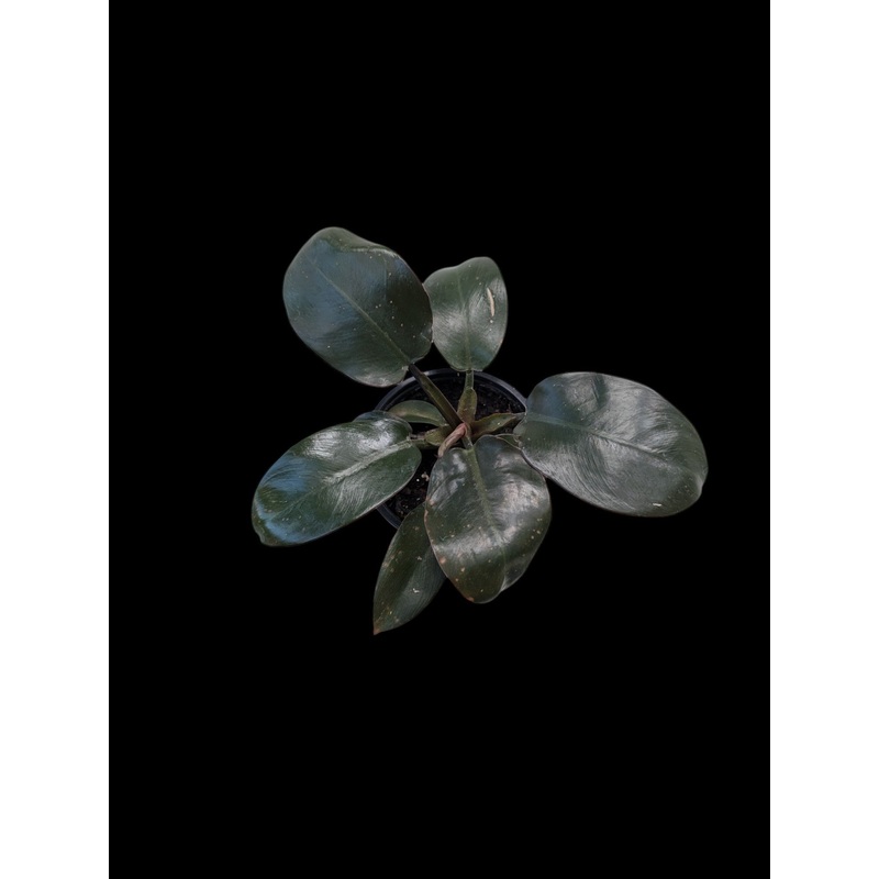 Philodendron ‘Black Cardinal’ 4″ Pot