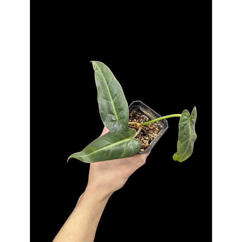 Philodendron maximum 3″ Pot