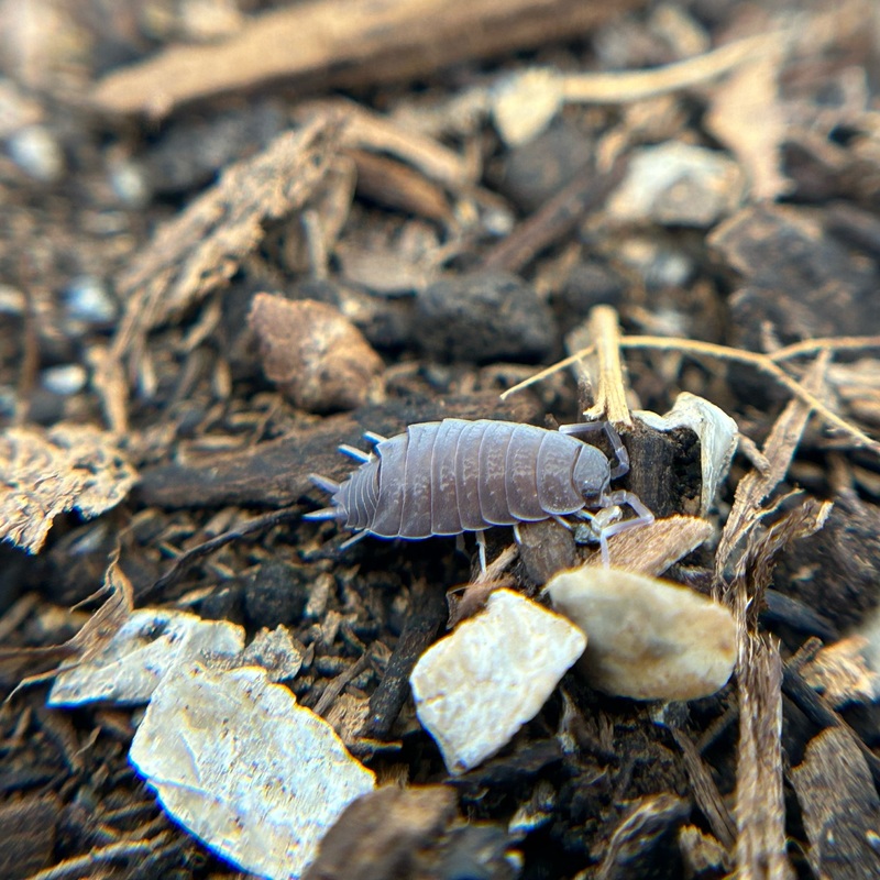 Porcellionides pruinosus