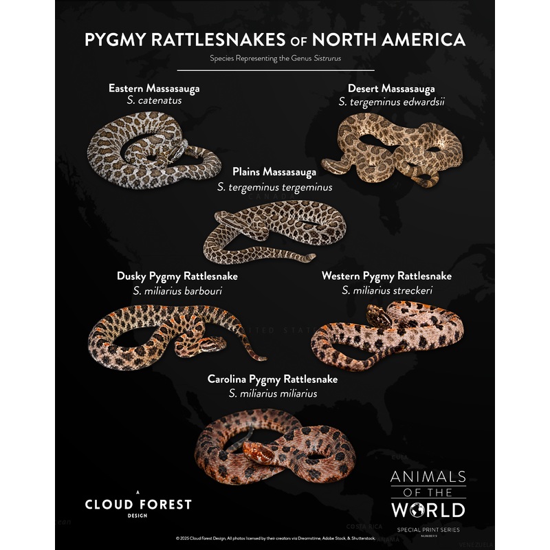 Pygmy Rattlesnakes of North America – 8″ x 10″ Print – Animals of the World Print Series #9