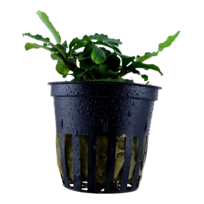 Tropica Bucephalandra pygmaea ‘Bukit Kelam’