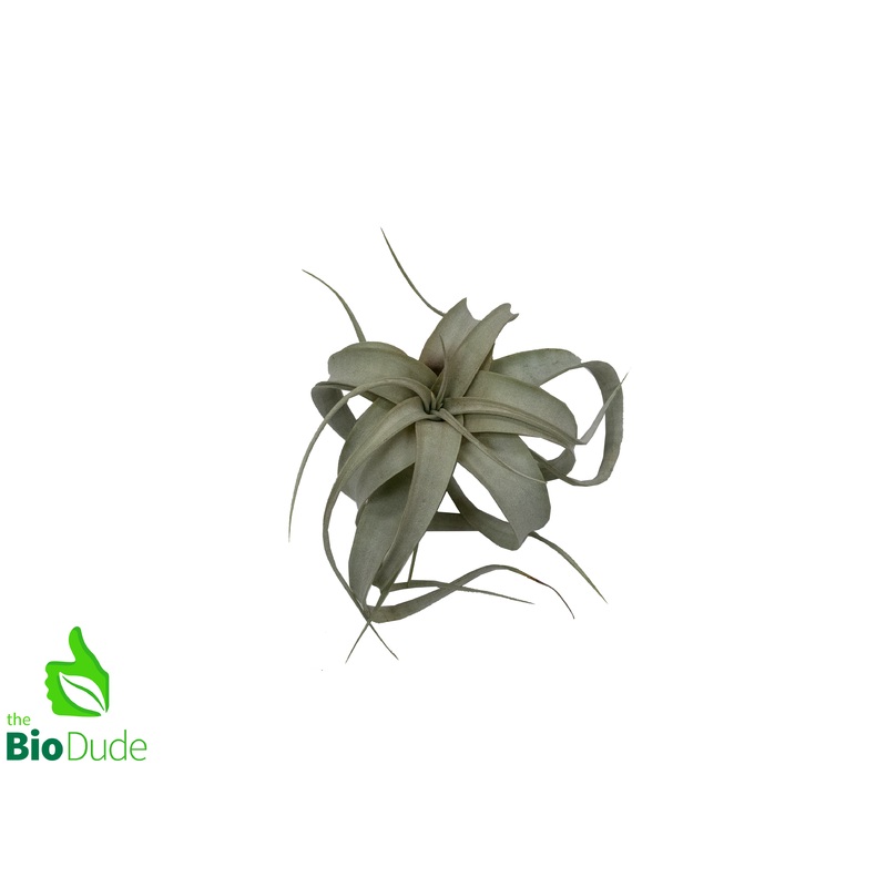 Xerographica Tillandsia 3-5″