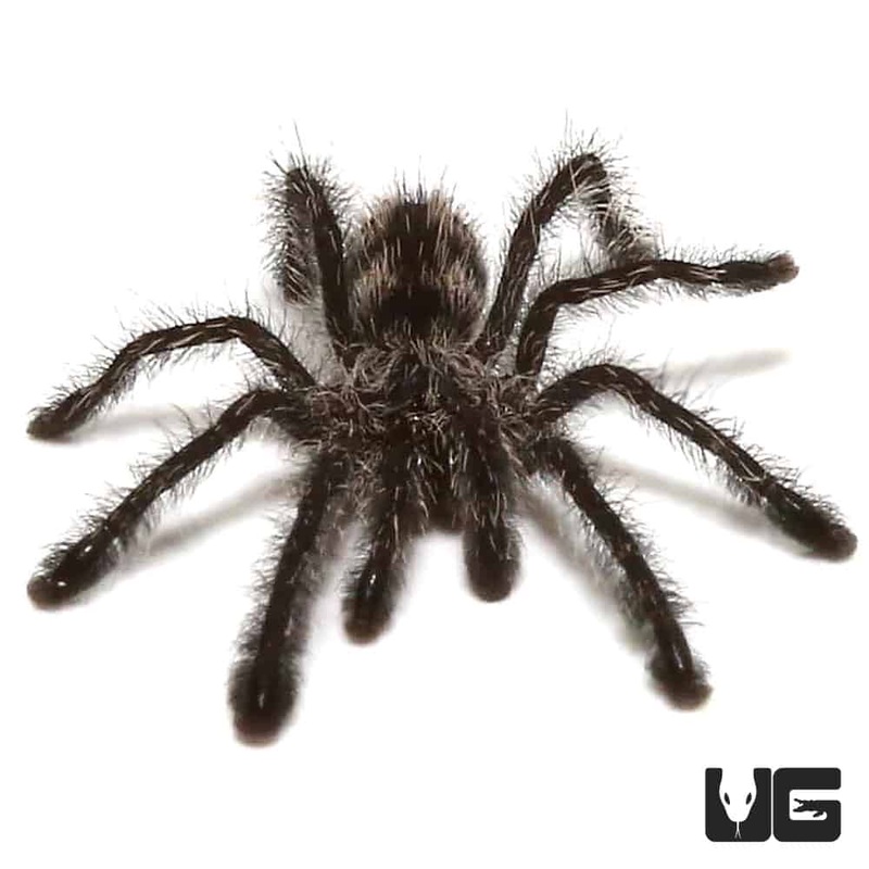 .25  .75 Inch Purple Pinktoe Tarantula (Avicularia purpurea)For Sale