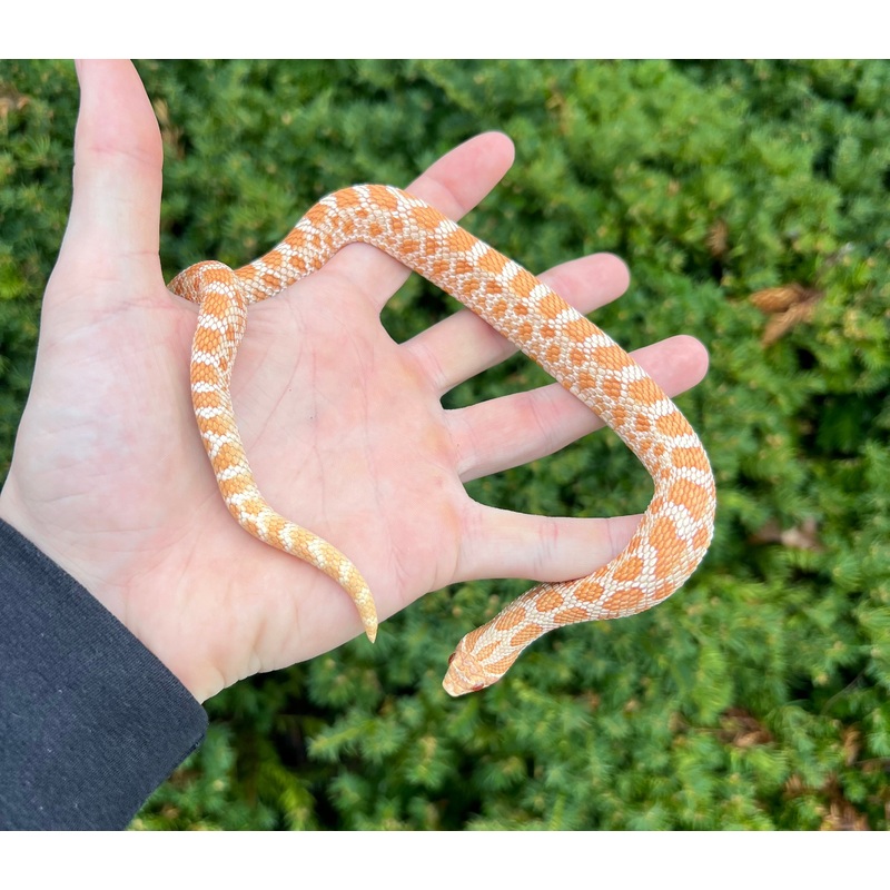 Adult Red Albino Western Hognose Snake (Male)