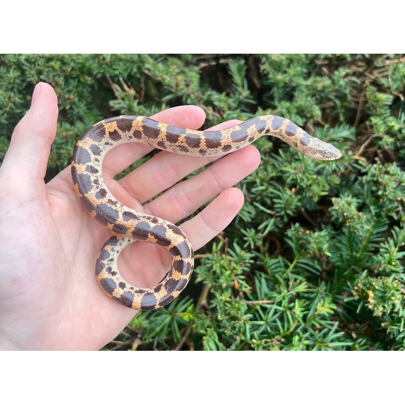 Adult Saharan Sand Boa (Male 1)