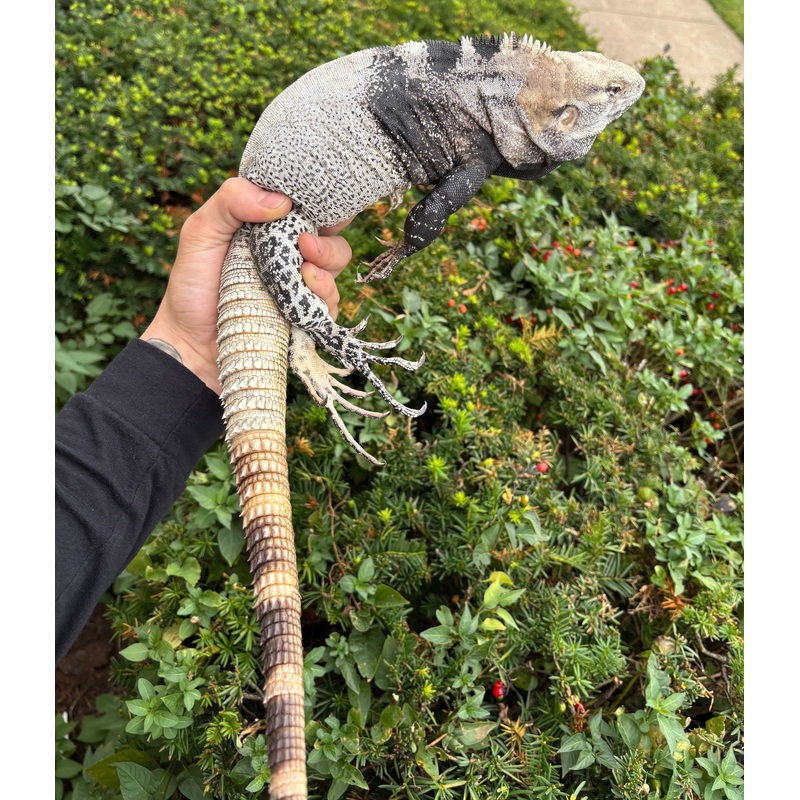 Adult San Esteban Spiny Tailed Iguana (Male)