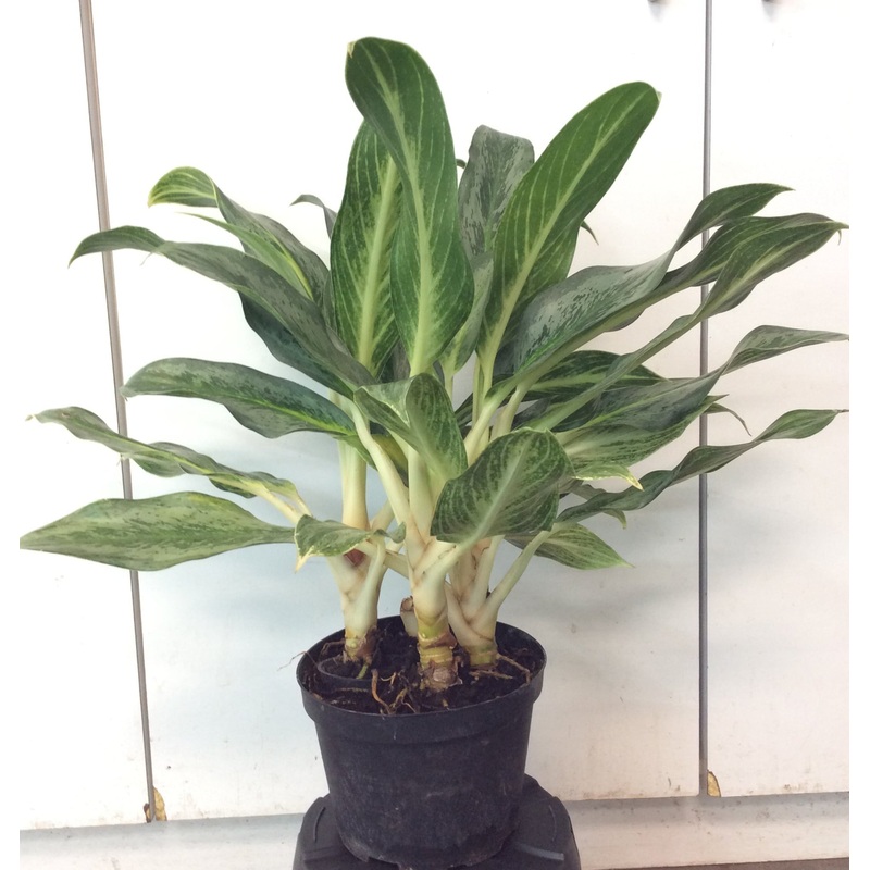 Aglaonema Koh Samui 4″ pot