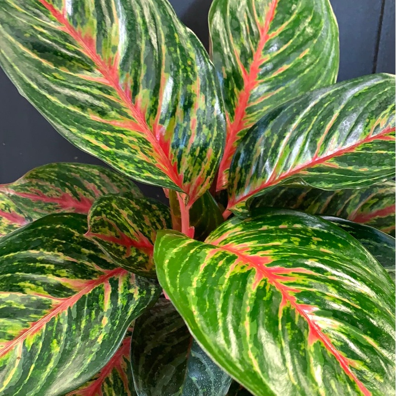 Aglaonema Red Ruby