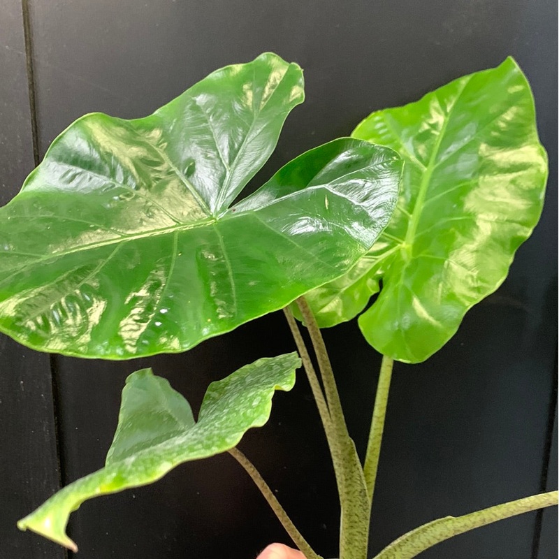 Alocasia Julie