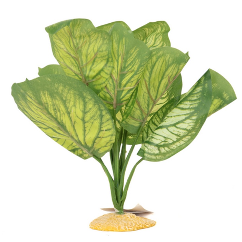 Aquaglobe Silk White Calathea 20″