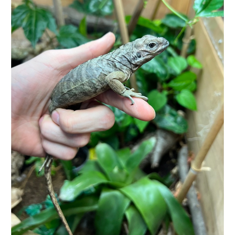 Baby Rhino Iguana (Male 2)